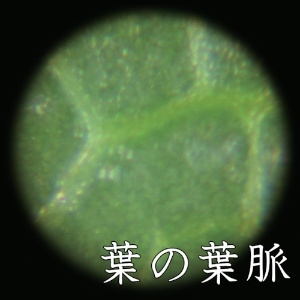KONTEC ポータブル顕微鏡 ポータブル顕微鏡 LP-48G 画像3